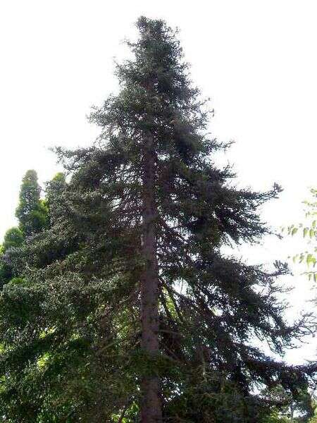 Image of Spanish Fir