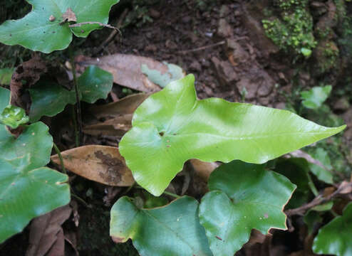 Plancia ëd Asplenium hemionitis L.