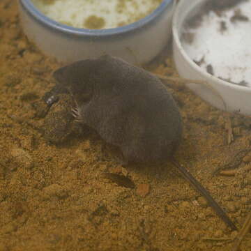 Image of Long-clawed Shrew