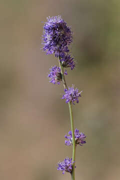 Image of Globularia orientalis L.