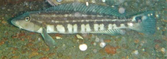 Image of Brazilian sandperch