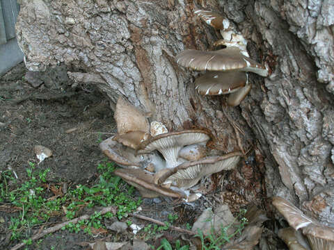 Image of Pleurotus ostreatus (Jacq.) P. Kumm. 1871