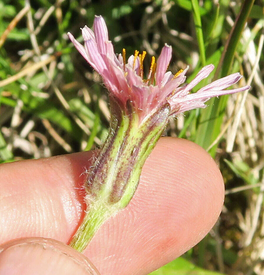 Plancia ëd Agoseris aurantiaca var. carnea (Rydb.) Lesica