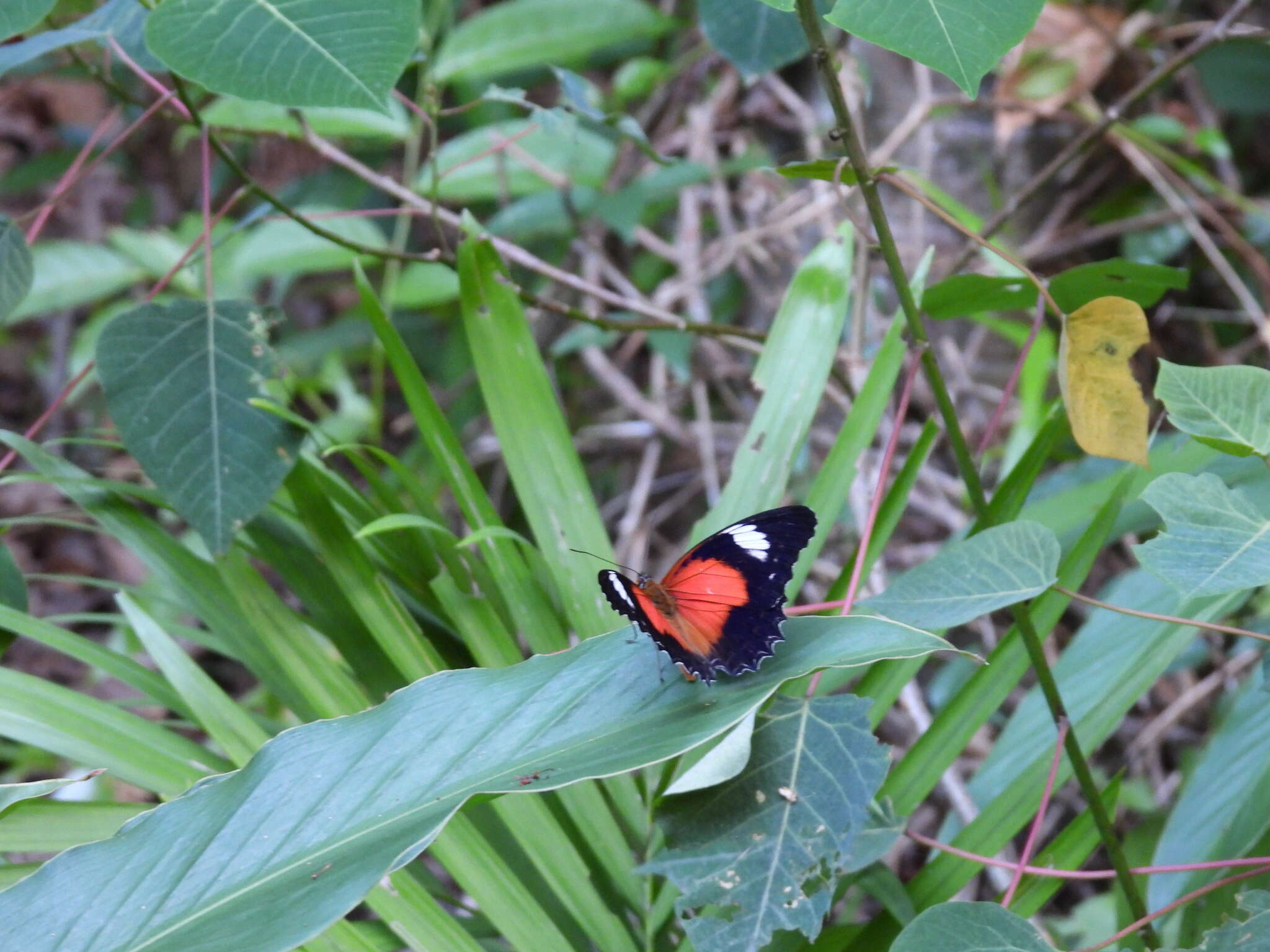 Image of Cethosia cydippe Linnaeus 1763