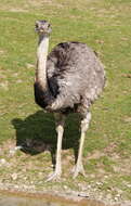 Image of Common Rhea