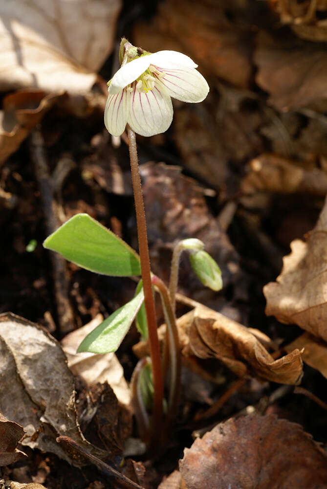 Sivun Oxalis obtriangulata Maxim. kuva