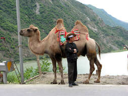 Image of Bactrian camel