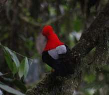 Rupicola peruvianus sanguinolentus Gould 1859 resmi