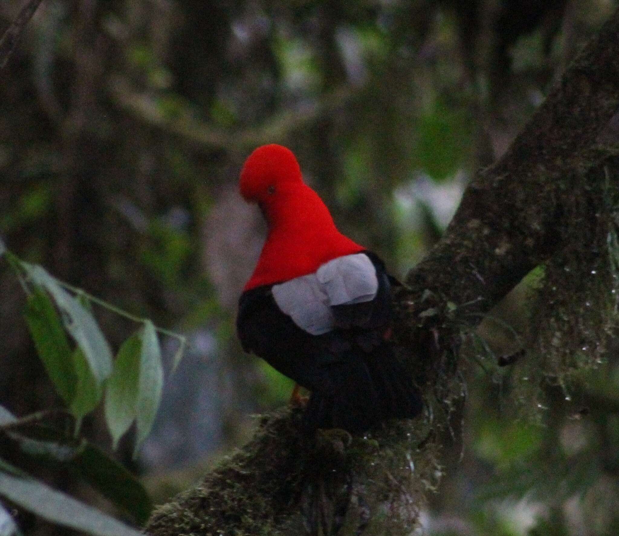 Rupicola peruvianus sanguinolentus Gould 1859 resmi