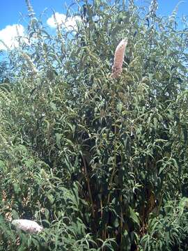 Image of butterfly-bush