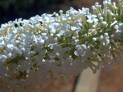 Image of butterfly-bush