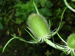 Image of Dipsacus fullonum