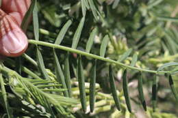 Imagem de Astragalus racemosus Pursh