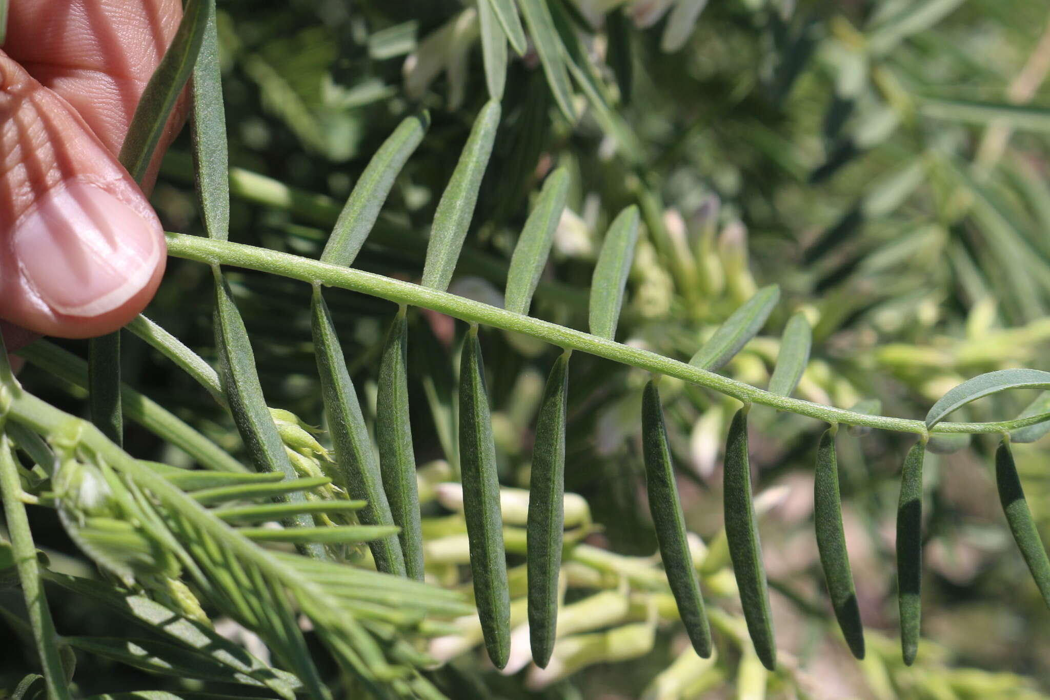 Imagem de Astragalus racemosus Pursh