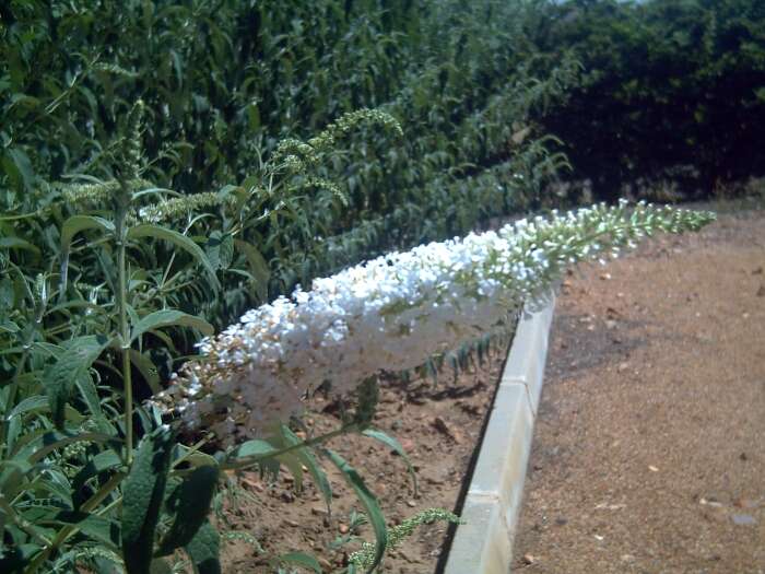 Image of butterfly-bush