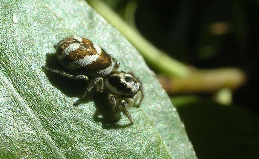 Image of Zebra spider