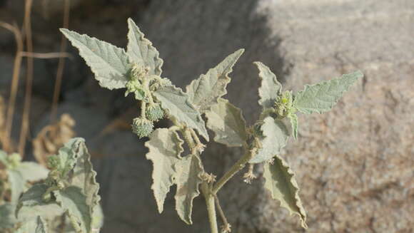 Image of Chrozophora oblongifolia (Delile) A. Juss. ex Spreng.