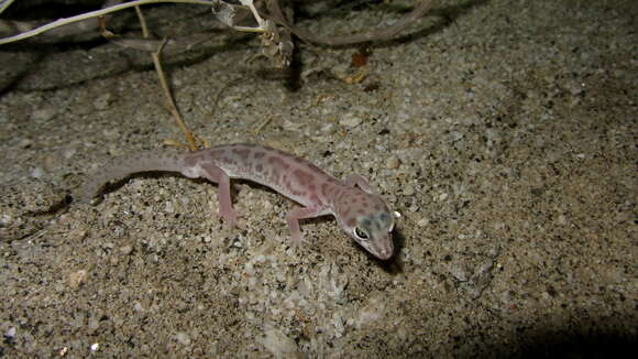 Image of Western Banded Gecko