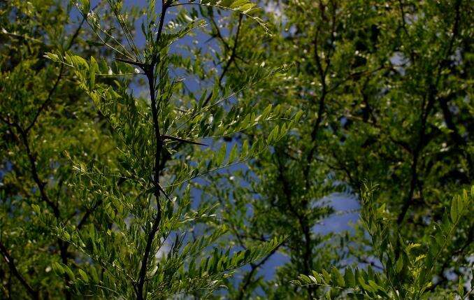 Image of Honey Locust