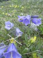 Image of Alpine Bellflower