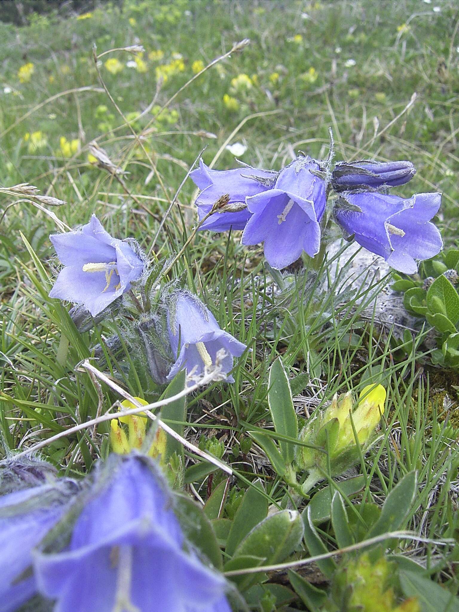 Image of Alpine Bellflower