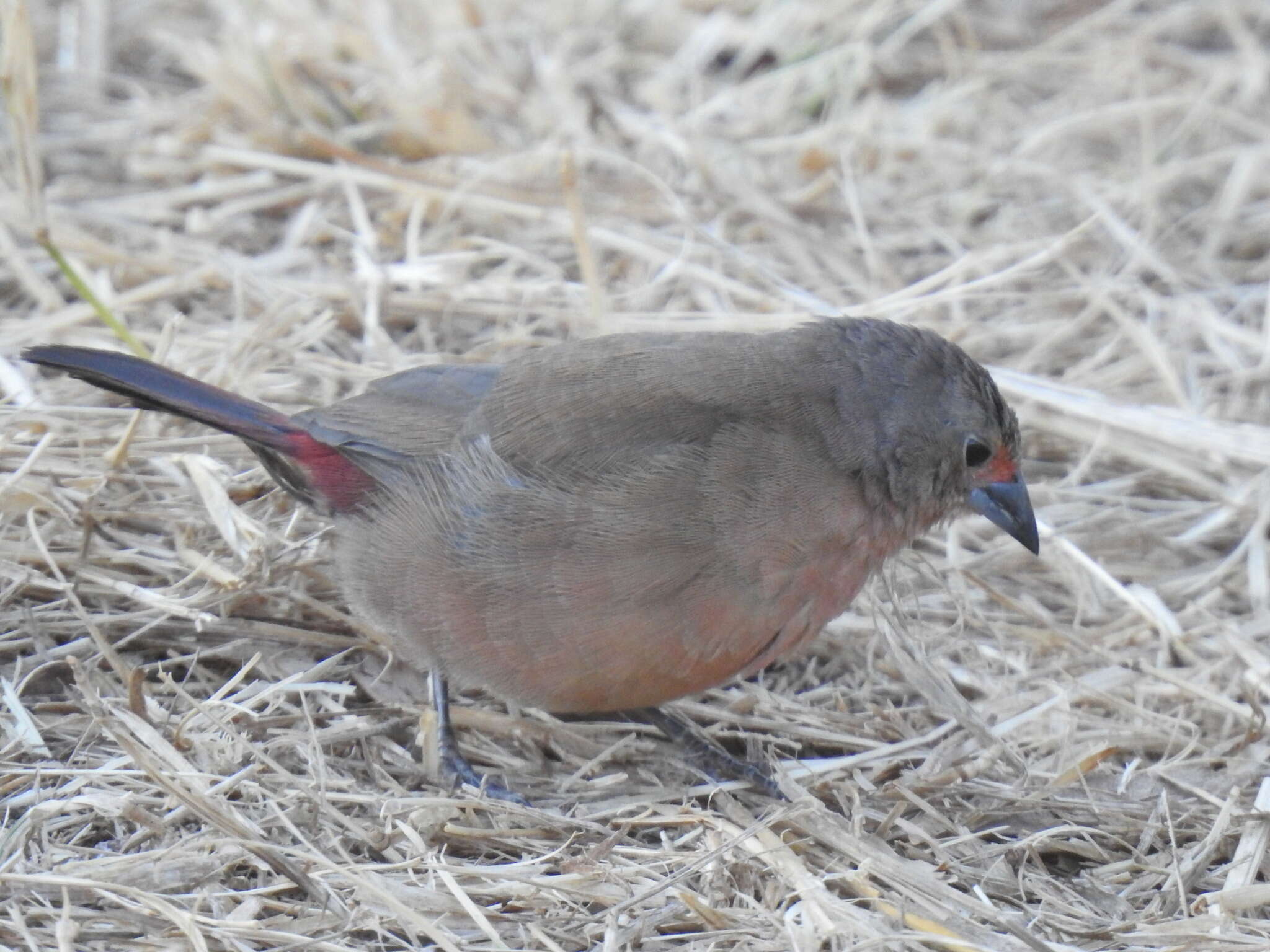 Image of African Firefinch