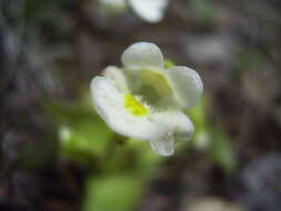 Image of Pinguicula alpina L.