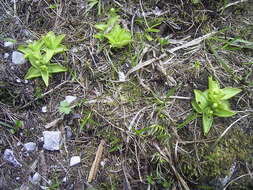 Image of Pinguicula alpina L.