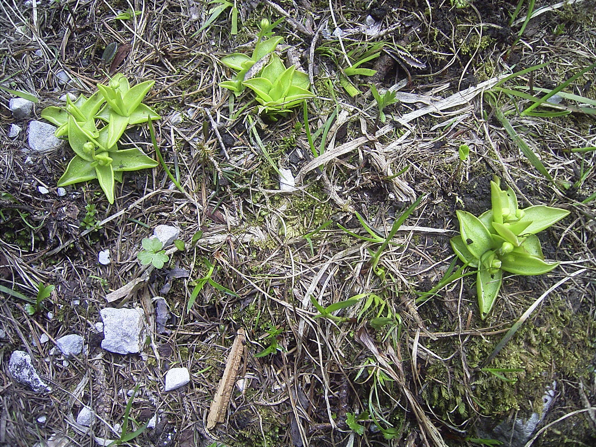 Image of Pinguicula alpina L.