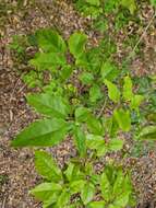 Imagem de Handroanthus heptaphyllus (Mart.) Mattos