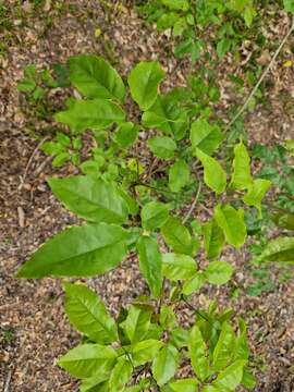 صورة Handroanthus heptaphyllus (Mart.) Mattos