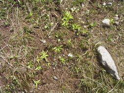 Image of Pinguicula alpina L.