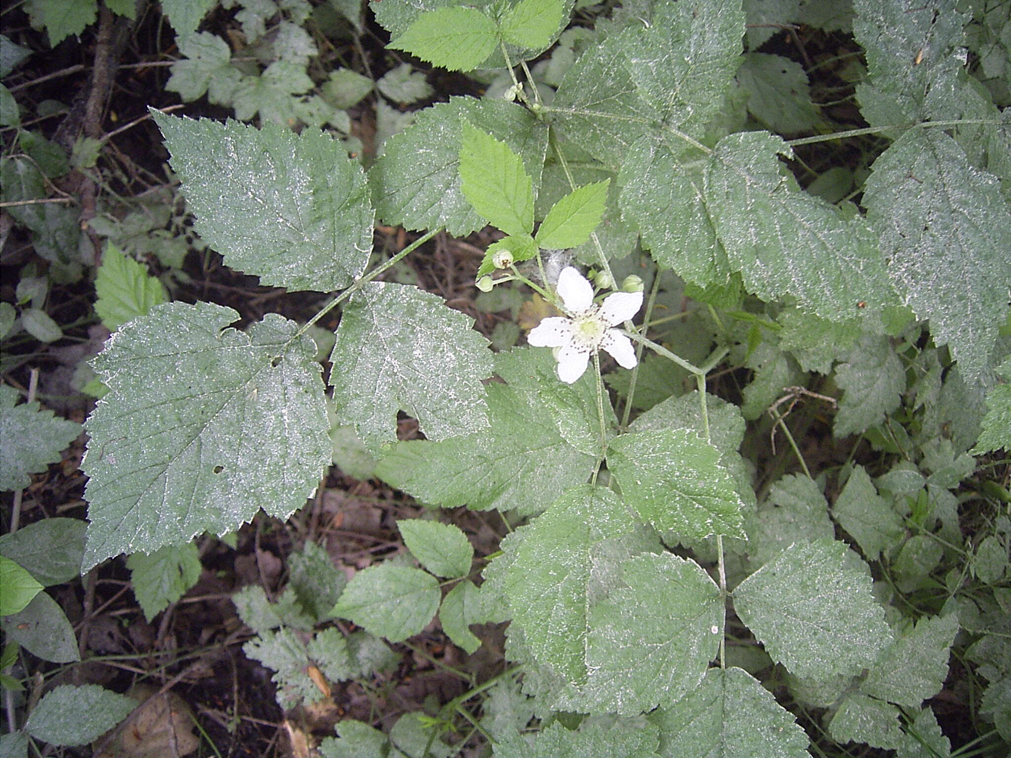 Image of Dewberry