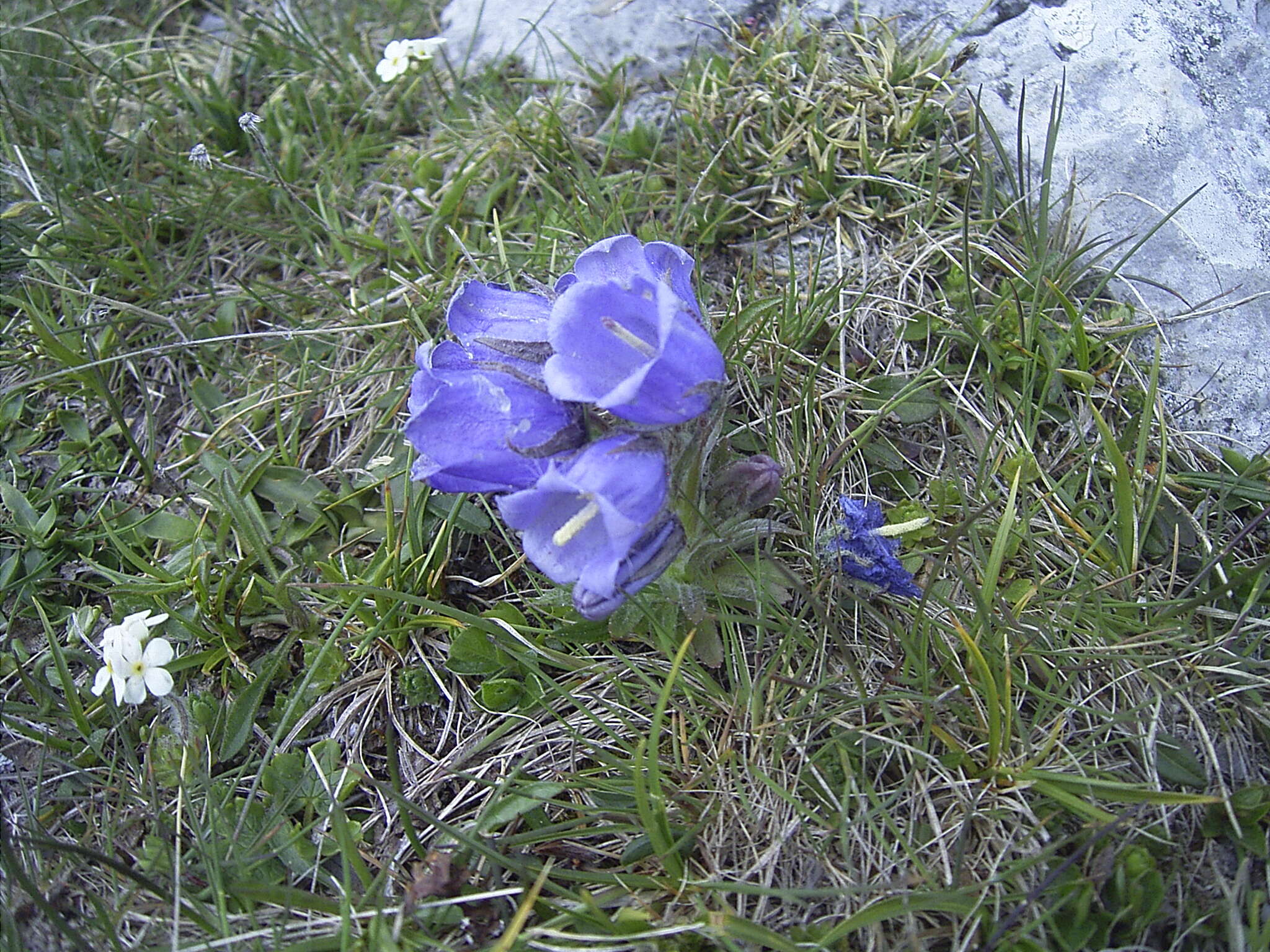 Image of Alpine Bellflower