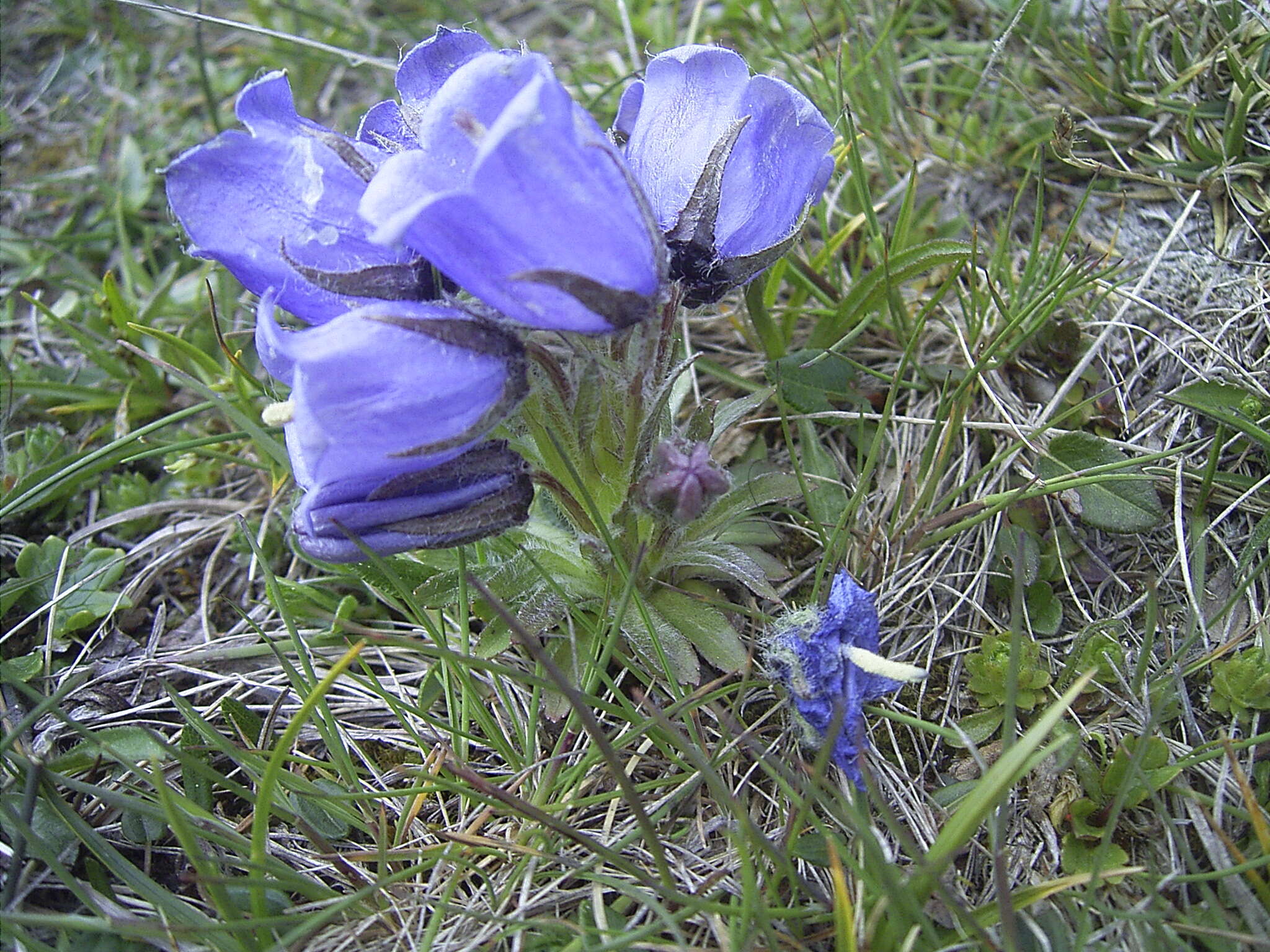 Image of Alpine Bellflower