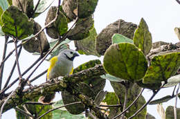 Image of Grey-headed Oliveback