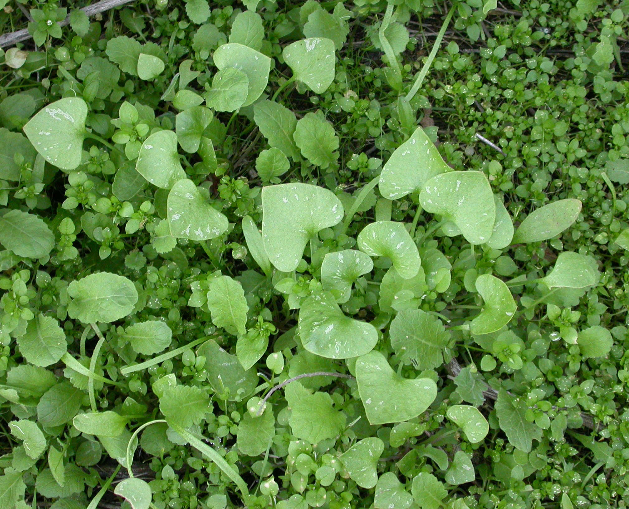 Image of Indian lettuce