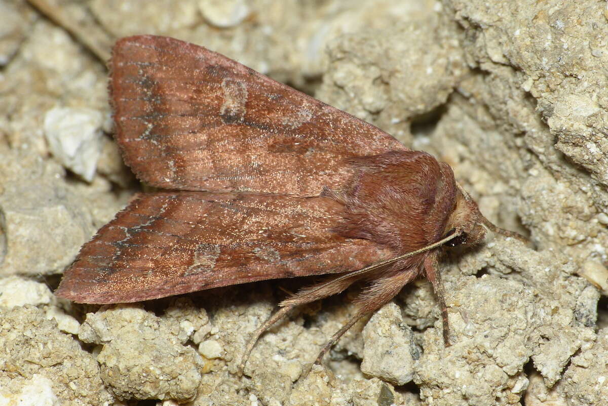 Lacanobia splendens Hübner 1827 resmi