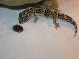 Image of Lichtenfelder's Gecko