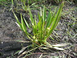 Imagem de <i>Ranunculus <i>alismifolius</i></i> var. alismifolius