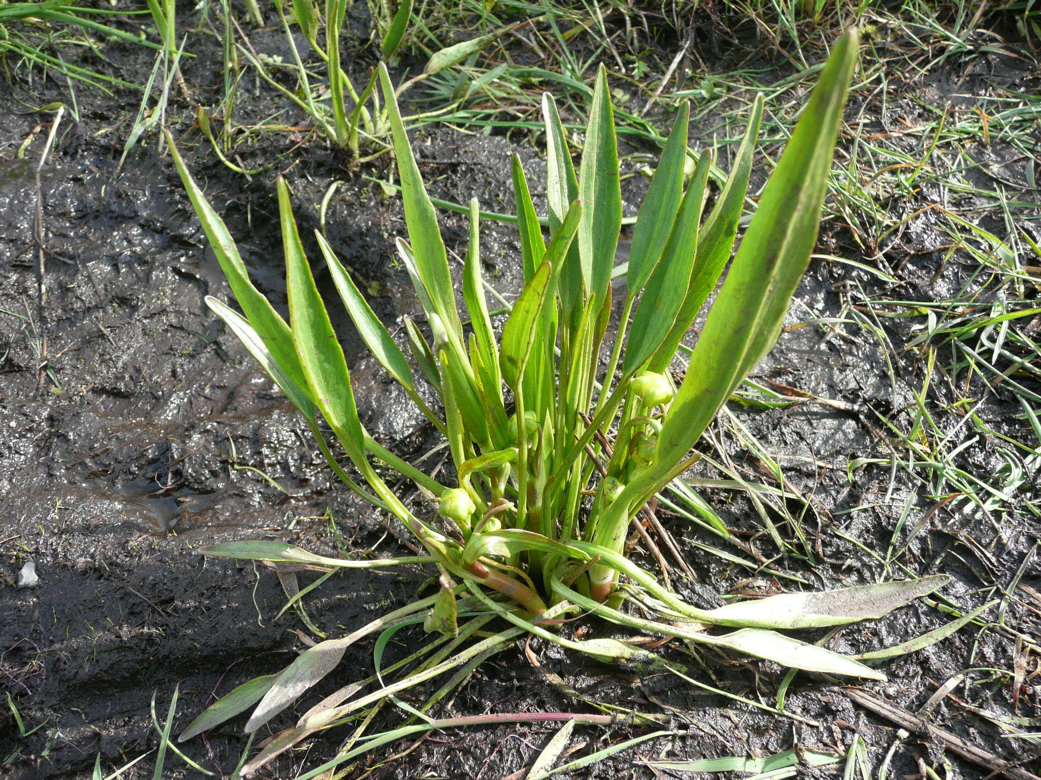 Image of <i>Ranunculus <i>alismifolius</i></i> var. alismifolius