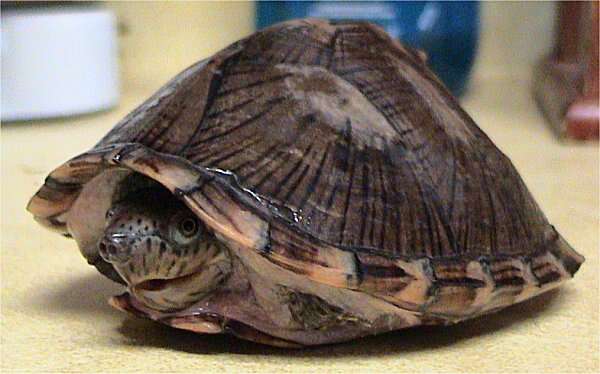 Image of Keeled Musk Turtle