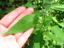 Image of hairy pagoda-plant