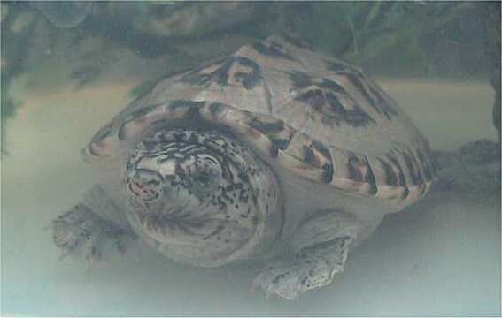 Image of Mexican Giant Musk Turtle