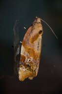 Image of red-barred tortrix