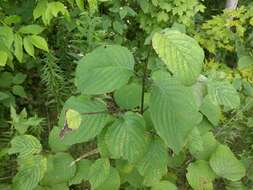 Image of roundleaf dogwood