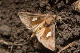 Autographa bractea Schiffermüller 1776 resmi