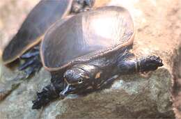 Image of Florida Softshell Turtle