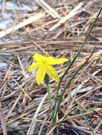 Image of fringed yellow star-grass