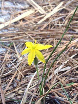 Image of fringed yellow star-grass